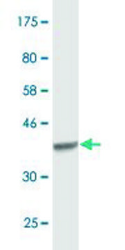 Monoclonal Anti-ACO1, (C-terminal) antibody produced in mouse clone 2F6, purified immunoglobulin, buffered aqueous solution