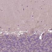Anti-GNRH1 antibody produced in rabbit Prestige Antibodies&#174; Powered by Atlas Antibodies, affinity isolated antibody, buffered aqueous glycerol solution