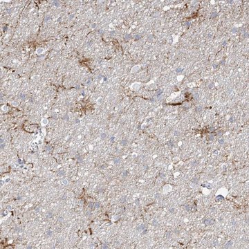 Anti-ARHGEF40 antibody produced in rabbit Prestige Antibodies&#174; Powered by Atlas Antibodies, affinity isolated antibody, buffered aqueous glycerol solution, ab1