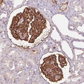 Monoclonal Anti-PODXL antibody produced in mouse Prestige Antibodies&#174; Powered by Atlas Antibodies, clone CL0285, purified immunoglobulin, buffered aqueous glycerol solution