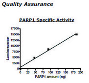 PARP1 Active human recombinant, expressed in baculovirus infected insect cells, &#8805;80% (SDS-PAGE)