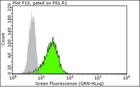 Anti-phospho-FAK (Tyr397) Antibody from rabbit, purified by affinity chromatography