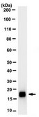 Anti-REG3A Antibody, clone 8B11.1 clone 8B11.1, from mouse