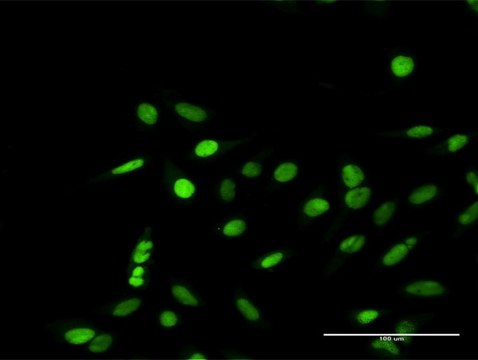 Anti-RPA1 antibody produced in rabbit purified immunoglobulin, buffered aqueous solution