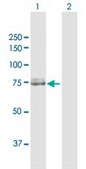 Anti-CAPN2 antibody produced in rabbit purified immunoglobulin, buffered aqueous solution