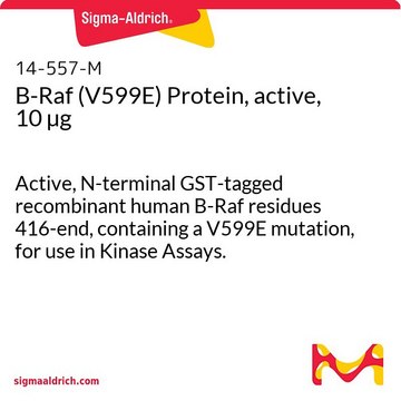 B-Raf (V599E) Protein, active, 10 &#181;g Active, N-terminal GST-tagged recombinant human B-Raf residues 416-end, containing a V599E mutation, for use in Kinase Assays.