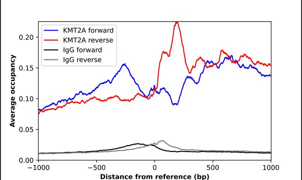 Anti-KMT2A antibody produced in rabbit Prestige Antibodies&#174; Powered by Atlas Antibodies, affinity isolated antibody