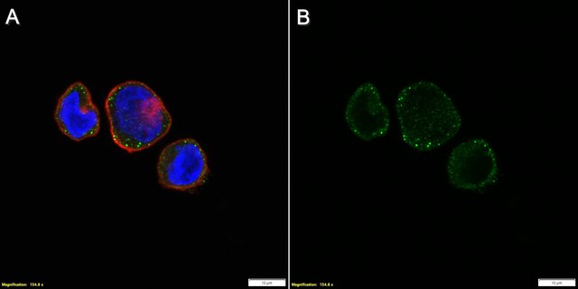 Anti-CD42b/GP1BA Antibody, clone 1C9 ZooMAb&#174; Rabbit Monoclonal recombinant, expressed in HEK 293 cells