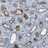 Anti-CDHR2 antibody produced in rabbit Prestige Antibodies&#174; Powered by Atlas Antibodies, affinity isolated antibody, buffered aqueous glycerol solution
