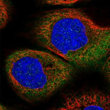 Anti-DHX29 antibody produced in rabbit Prestige Antibodies&#174; Powered by Atlas Antibodies, affinity isolated antibody, buffered aqueous glycerol solution