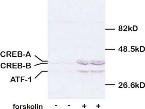 Anti-CREB Antibody, pSer133 serum, Chemicon&#174;