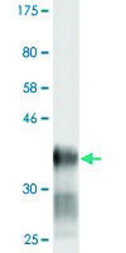Monoclonal Anti-LY6H antibody produced in mouse clone 1D1, purified immunoglobulin, buffered aqueous solution