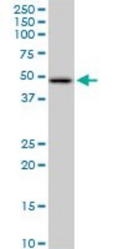 Anti-HADHB antibody produced in mouse purified immunoglobulin, buffered aqueous solution