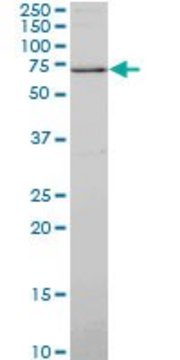 Monoclonal Anti-SYN1 antibody produced in mouse clone 4F6, purified immunoglobulin, buffered aqueous solution