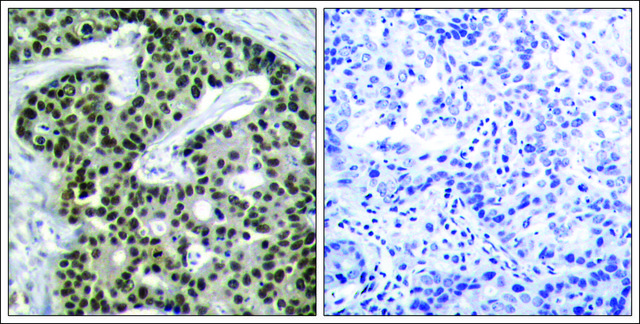 Anti-phospho-HSF1 (pSer303) antibody produced in rabbit affinity isolated antibody
