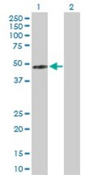 Anti-IFNGR2 antibody produced in rabbit purified immunoglobulin, buffered aqueous solution