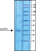 Lectin from Phaseolus vulgaris (red kidney bean) Phytohemagglutinin PHA-M, lyophilized powder