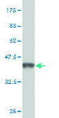 Monoclonal Anti-DCAMKL1, (C-terminal) antibody produced in mouse clone 6H4, purified immunoglobulin, buffered aqueous solution