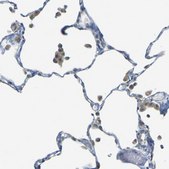 Anti-PARD6B antibody produced in rabbit Prestige Antibodies&#174; Powered by Atlas Antibodies, affinity isolated antibody, buffered aqueous glycerol solution