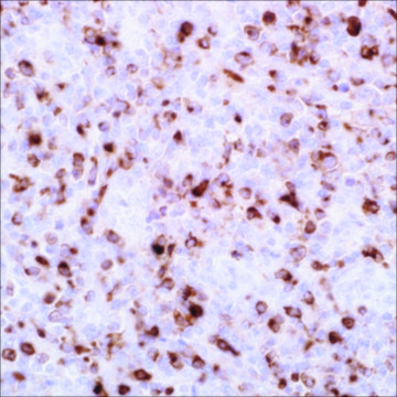 Granzyme B (EP230) Rabbit Monoclonal Primary Antibody