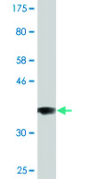 Monoclonal Anti-COG3 antibody produced in mouse clone 2G7, purified immunoglobulin, buffered aqueous solution