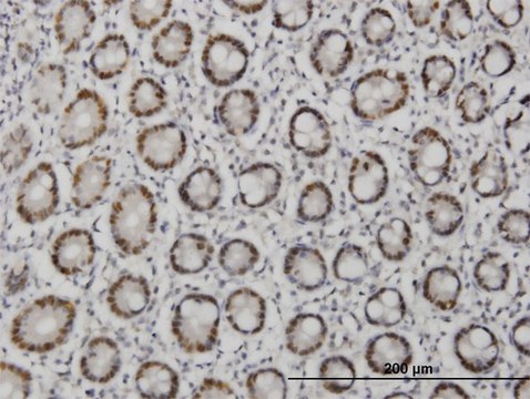 ANTI-TFAP4 antibody produced in mouse clone 8G6, purified immunoglobulin, buffered aqueous solution