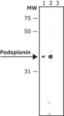 Anti-Podoplanin antibody produced in rabbit ~1&#160;mg/mL, affinity isolated antibody, buffered aqueous solution