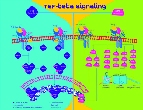 Transforming Growth Factor-&#946;3 human TGF-&#946;3, recombinant, expressed in HEK 293 cells, HumanKine&#174;, suitable for cell culture