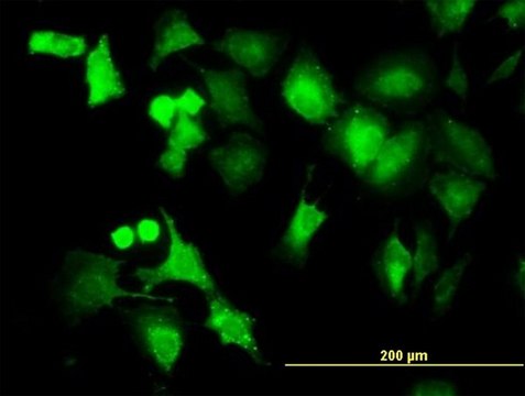 Monoclonal Anti-PPM1B antibody produced in mouse clone 1A3-2A4, purified immunoglobulin, buffered aqueous solution