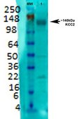 Monoclonal Anti-Vglut1 - RPE antibody produced in mouse clone S28-9, purified immunoglobulin