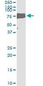 Monoclonal Anti-LIPG, (C-terminal) antibody produced in mouse clone 4A9, purified immunoglobulin, buffered aqueous solution