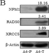 Monoclonal Anti-NPM1 antibody produced in mouse clone 3B2, purified immunoglobulin, buffered aqueous solution