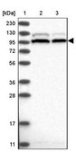 Anti-SRBD1 antibody produced in rabbit Prestige Antibodies&#174; Powered by Atlas Antibodies, affinity isolated antibody, buffered aqueous glycerol solution, ab1