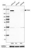 Monoclonal Anti-ATAD2 antibody produced in mouse Prestige Antibodies&#174; Powered by Atlas Antibodies, clone CL0182, purified immunoglobulin, buffered aqueous glycerol solution