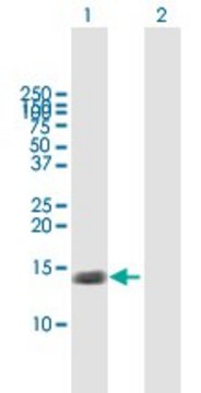 Anti-TNFRSF12A antibody produced in mouse purified immunoglobulin, buffered aqueous solution