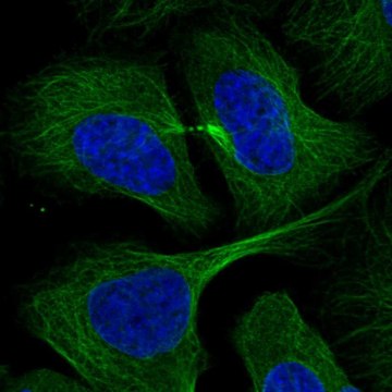 Anti-RABIF antibody produced in rabbit Prestige Antibodies&#174; Powered by Atlas Antibodies, affinity isolated antibody