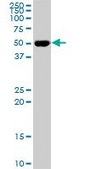 ANTI-RXRA antibody produced in mouse clone 3D9, purified immunoglobulin, buffered aqueous solution