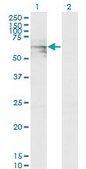 Monoclonal Anti-GATAD2A antibody produced in mouse clone 3F3, purified immunoglobulin, buffered aqueous solution