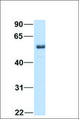 Anti-GATM antibody produced in rabbit affinity isolated antibody