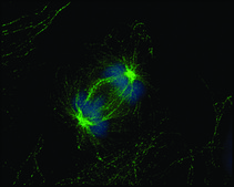Monoclonal Anti-&#945;-Tubulin antibody produced in mouse clone DM1A, ascites fluid