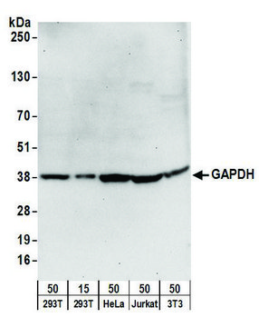 Goat anti-GAPDH Antibody, Affinity Purified Powered by Bethyl Laboratories, Inc.