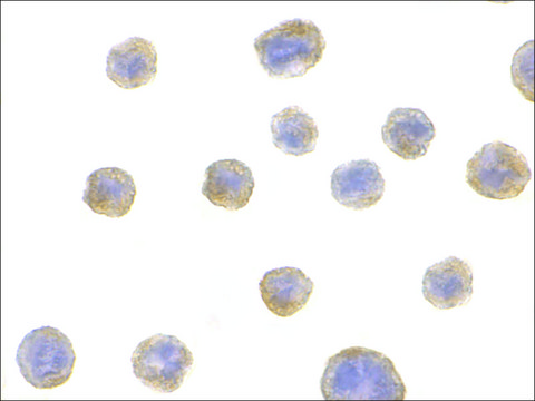 Anti-Bif antibody produced in rabbit affinity isolated antibody, buffered aqueous solution