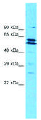 Anti-MLLT3 (AB1) antibody produced in rabbit affinity isolated antibody