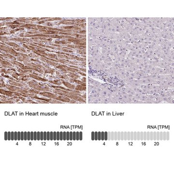 Anti-DLAT antibody produced in rabbit Prestige Antibodies&#174; Powered by Atlas Antibodies, affinity isolated antibody, buffered aqueous glycerol solution