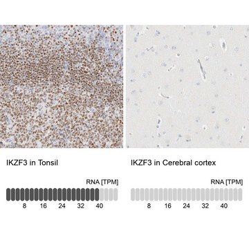 Anti-IKZF3 antibody produced in rabbit Prestige Antibodies&#174; Powered by Atlas Antibodies, affinity isolated antibody, buffered aqueous glycerol solution