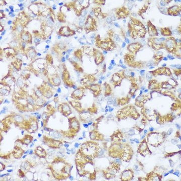 Anti-Beclin 1 antibody produced in rabbit