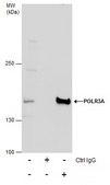 Anti-POLR3A antibody produced in rabbit
