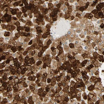 Anti-IER3IP1 antibody produced in rabbit Prestige Antibodies&#174; Powered by Atlas Antibodies, affinity isolated antibody, buffered aqueous glycerol solution