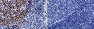 Anti-DNMT1 Antibody, clone 1L14 ZooMAb&#174; Rabbit Monoclonal recombinant, expressed in HEK 293 cells