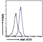Anti-ECT2 antibody produced in goat affinity isolated antibody, buffered aqueous solution